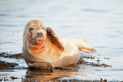 Atlantic Seal