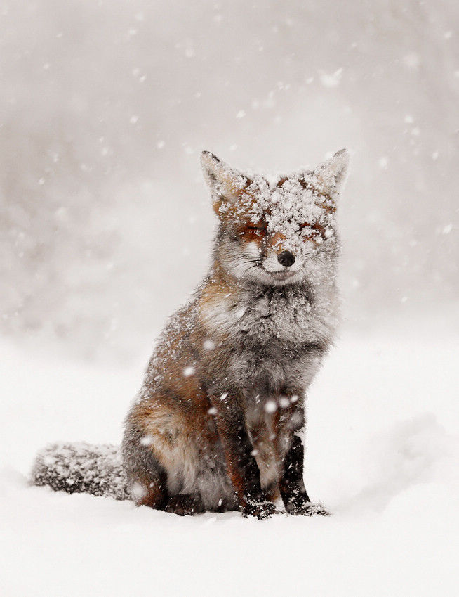 童话里的狐狸 作者 Roeselien Raimond