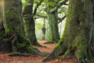 树林中的梦幻光线 荷兰摄影师Lars Van De Goor