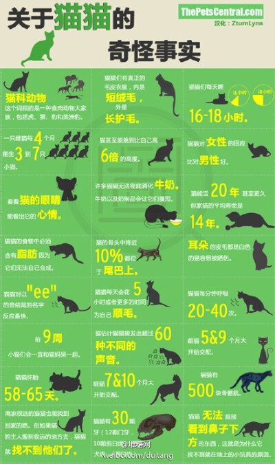 【关于猫猫的奇怪事实】