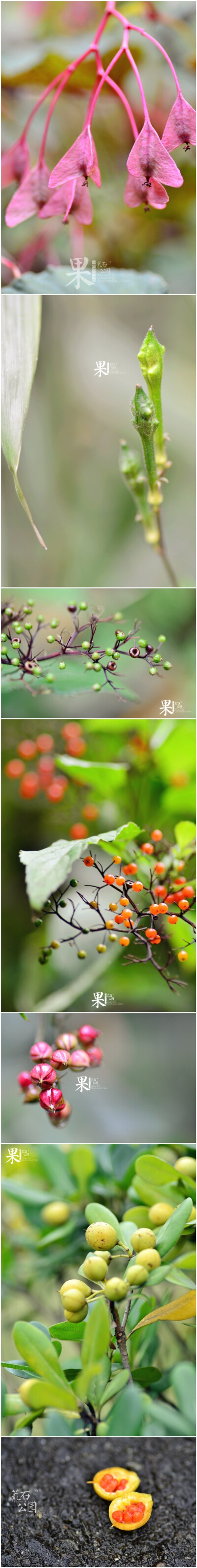 #荒石公园|青城山行#[ 果 ]-枝条顶端的果实，也许就是明年山里的绿植。