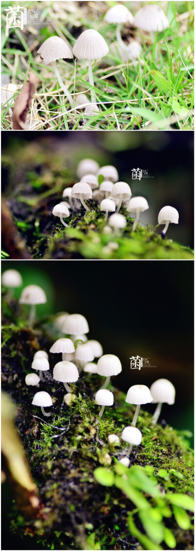 #荒石公园|青城山行#[ 菌 ]-蘑菇蘑菇，他不会开花......
