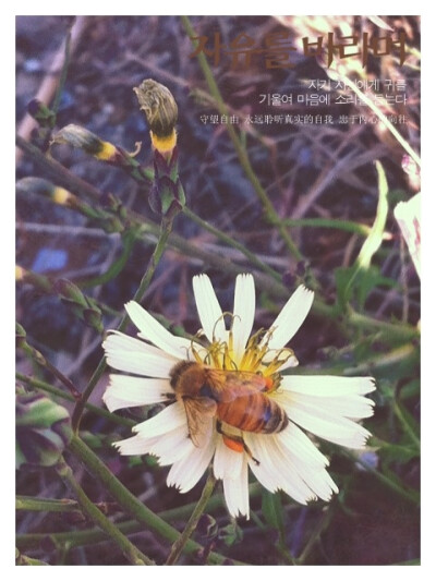 蜜蜂也在秋天起舞