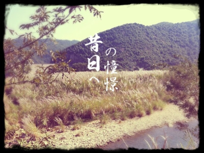 芦花飘荡的季节