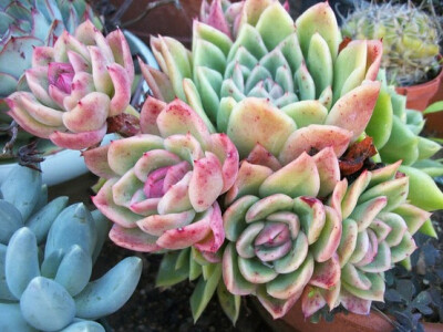 姬朧月echeveria 'gilva' by succulentville80