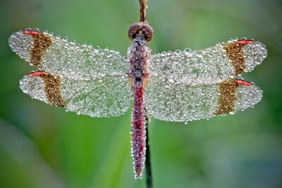 Macro Photographs of Dew Covered Dragonflies and Other Insects by David Chambon macro insects