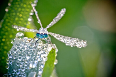 Macro Photographs of Dew Covered Dragonflies and Other Insects by David Chambon macro insects