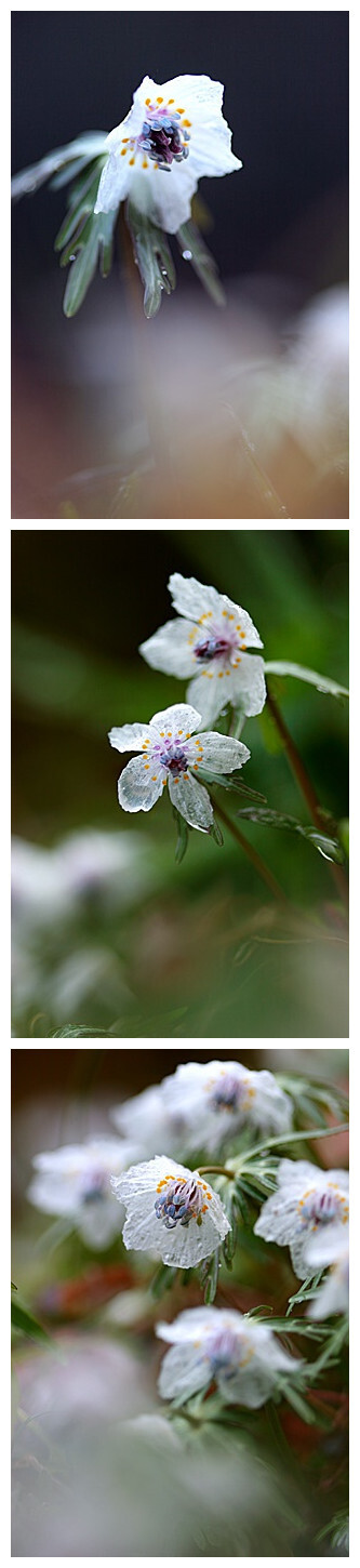 #园艺小tips#Eranthis pinnatifida 日本菟葵,形态：多年生草本，高10cm。花单独顶生，花瓣5，白色，花期2～3月。 分布：日本关东地区以西，石灰岩区域。属于日本的濒危物种。透明的花瓣真招人喜欢。