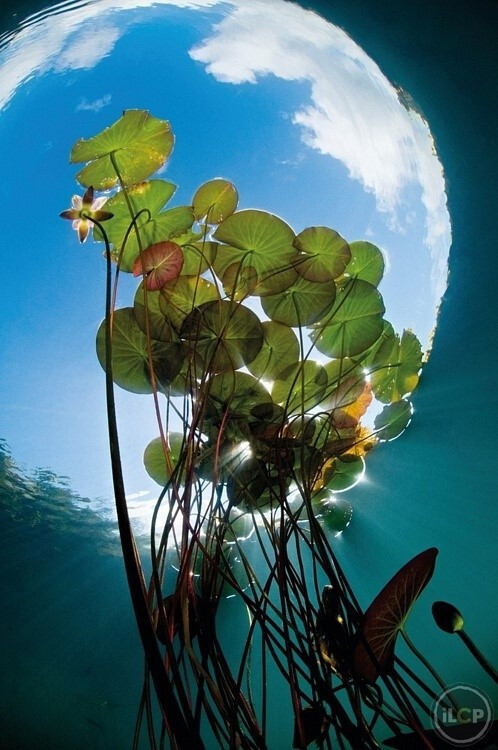 水下摄影师Magnus Lundgren之睡莲