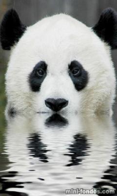 Fondo de Pantalla de Osos Panda 5. (240x400)