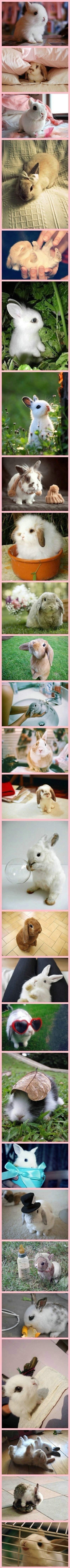 兔纸兔纸，我负责貌美如花，你负责卖萌养家