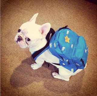 小主人，我来帮你背书包