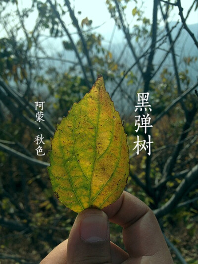 黑弹树，落叶乔木，高达10米，树皮灰色或暗灰色；当年生小枝淡棕色，老后色较深，无毛，散生椭圆形皮孔，去年生小枝灰褐色