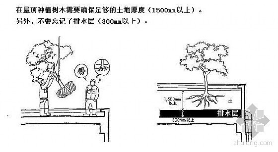 在屋顶种植树木要确保足够的土地厚度1500mm以上，排水层300mm以上。