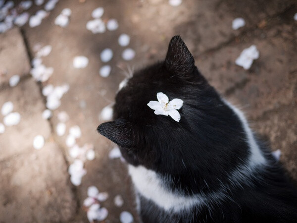 花开花又落