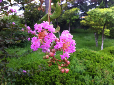 ziwei flower