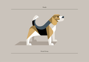 Image of Beagle