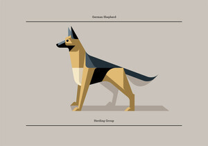 Image of German Shepherd