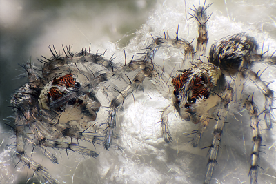 Lynx Spiders 新生的猞猁蜘蛛