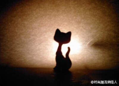 猫。。