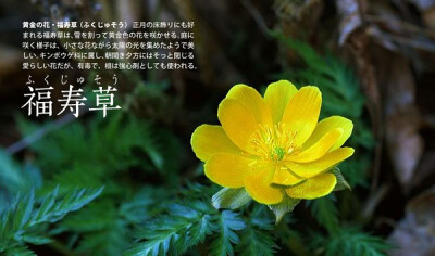 日本の农历一年