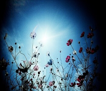 花鸟风月~啸风弄月