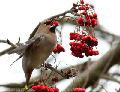 花鸟风月~啸风弄月