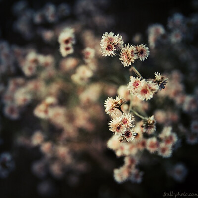 花鸟风月~啸风弄月