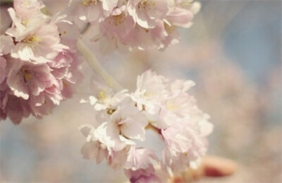 花鸟风月~啸风弄月