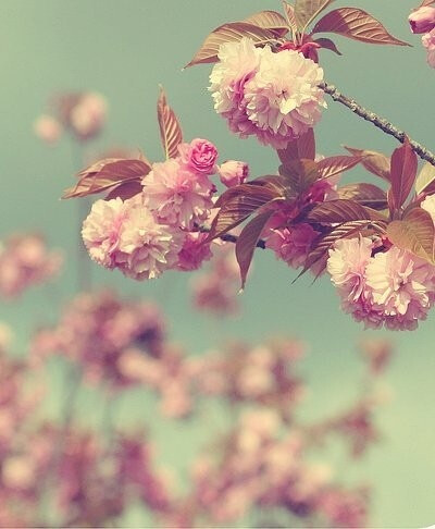 花鸟风月~啸风弄月