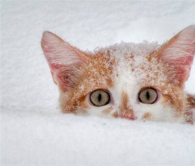 猫眼