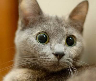 猫眼