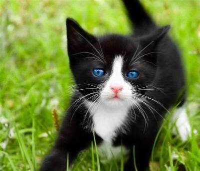猫眼