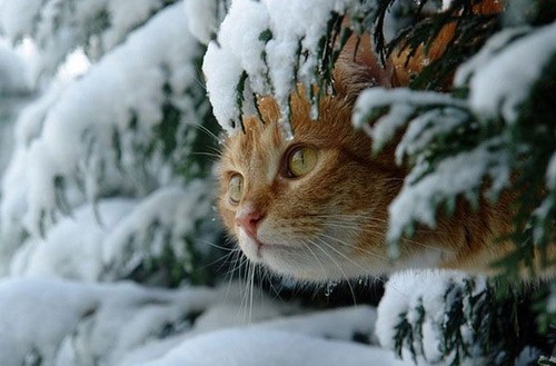 雪中的小仙猫