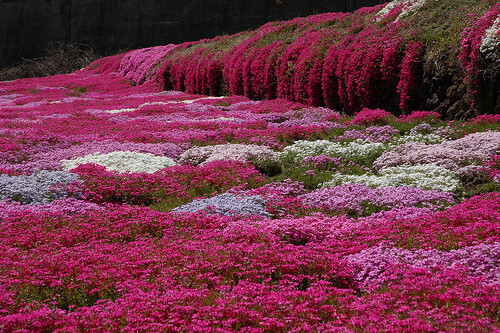 花的世界。