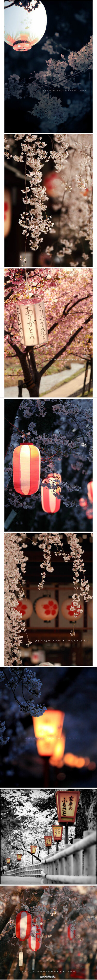 日本的樱花和灯笼情结。作者：Yoshi
