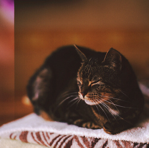 CafeMeow 【猫舍】将宅进行到底