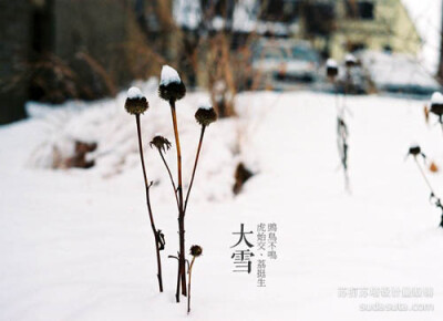 大雪——鴠鸟不鸣、虎始交、荔挺生