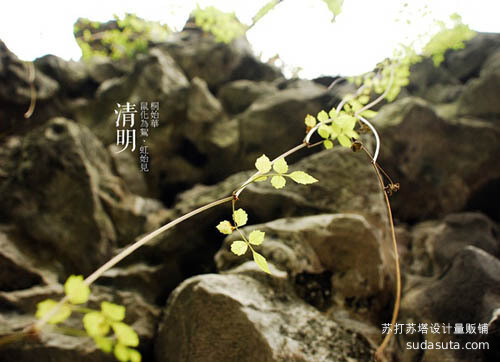 清明——桐始华、鼠化为鴽、虹始见