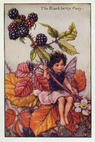 The Blackberry Fairy.插画师：Cicely Mary Barke