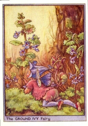 The GROUND IVY Fairy.插画师：Cicely Mary Barke