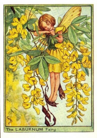 The LABURNUM Fairy.插画师：Cicely Mary Barke