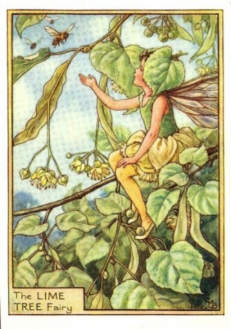 The LIME TREE Fairy.插画师：Cicely Mary Barke