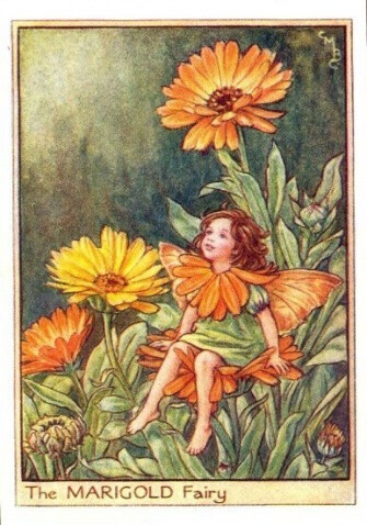 The MARIGOLD Fairy.插画师：Cicely Mary Barke