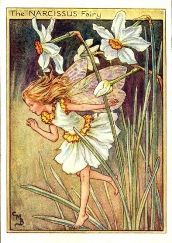 The NARCISSUS Fairy.插画师：Cicely Mary Barke