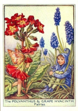 The POLYANTHUS &amp;amp; GRAPE HYACINTH Fairies.插画师：Cicely Mary Barke