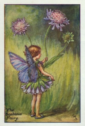 The Scabious Fairy.插画师：Cicely Mary Barke