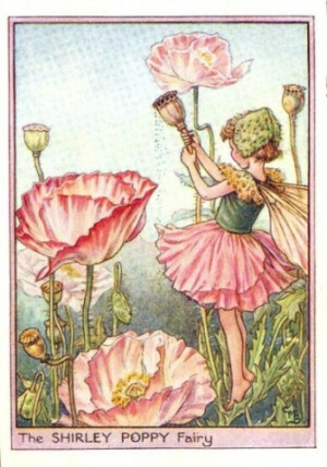 The SHIRLEY POPPY Fairy.插画师：Cicely Mary Barke