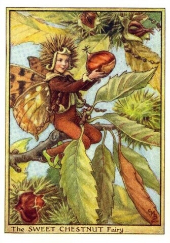 The SWEET CHESTNUT Fairy.插画师：Cicely Mary Barke