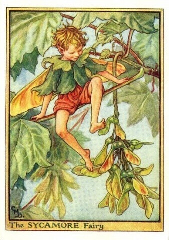 The SYCAMORE Fairy.插画师：Cicely Mary Barke